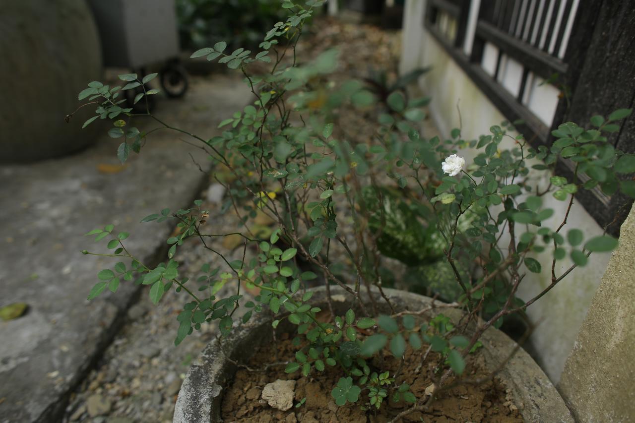 Thuy Bieu Homestay Hue Eksteriør bilde