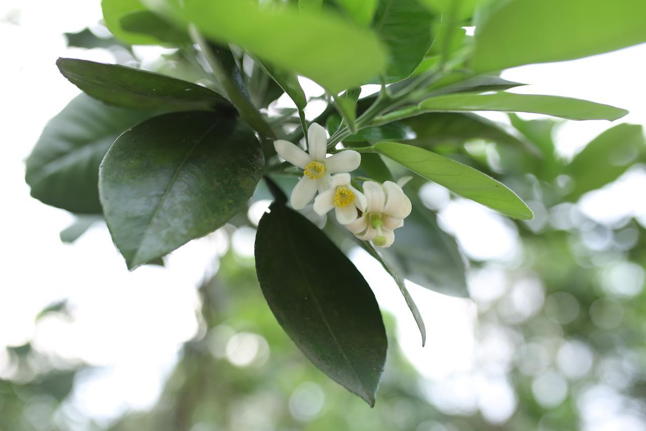 Thuy Bieu Homestay Hue Eksteriør bilde